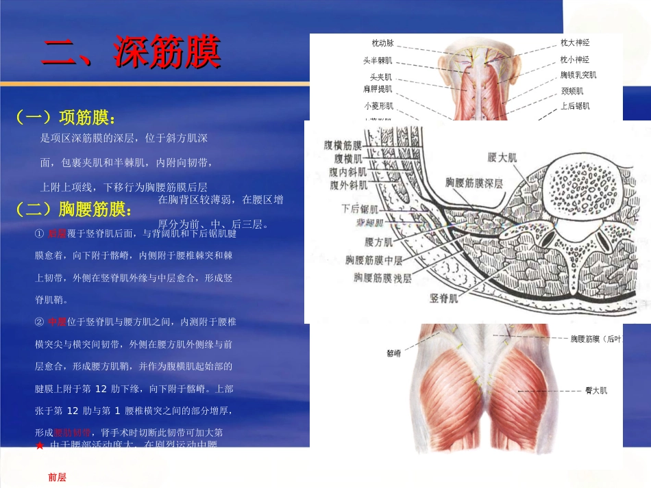 脊柱局部解剖_第6页