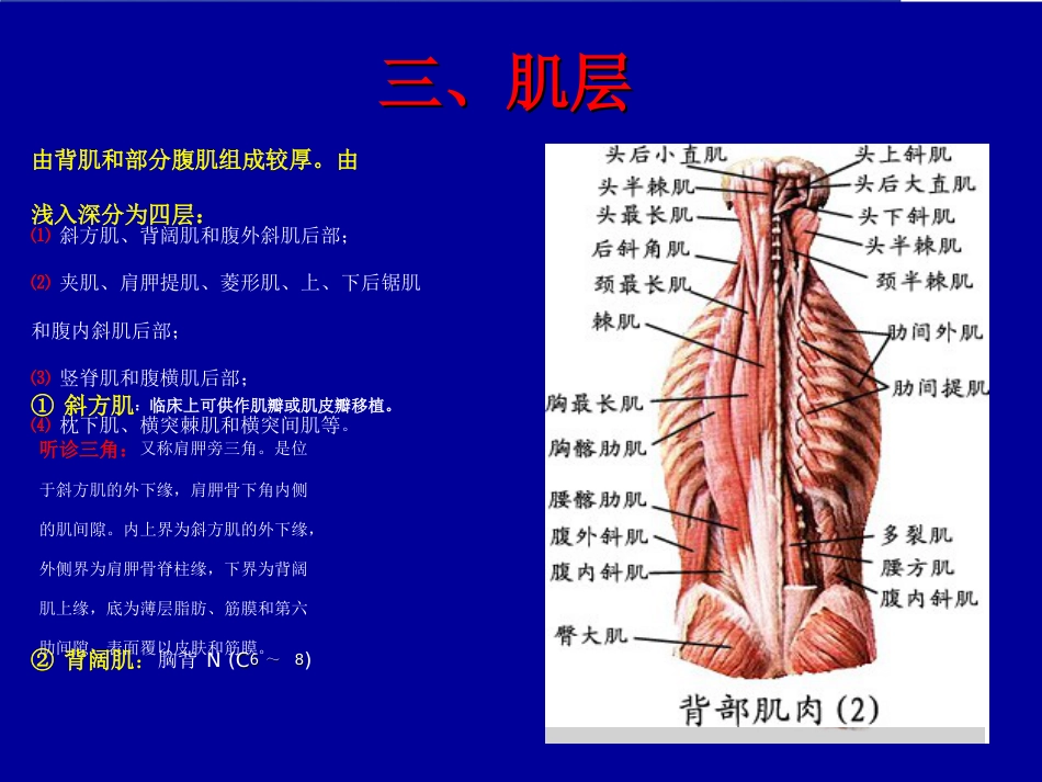 脊柱局部解剖_第7页