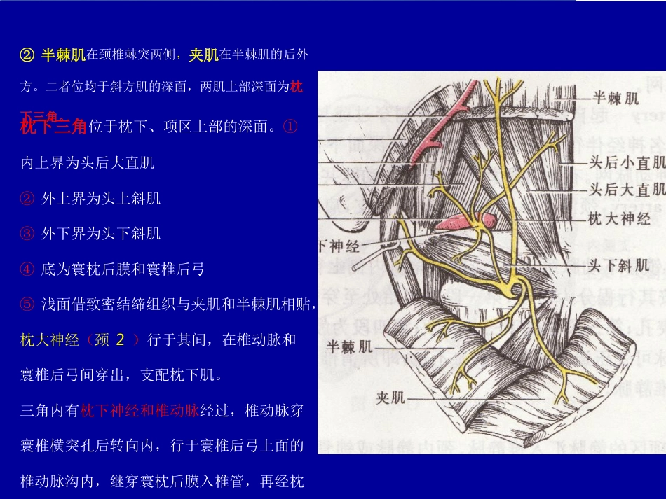 脊柱局部解剖_第9页