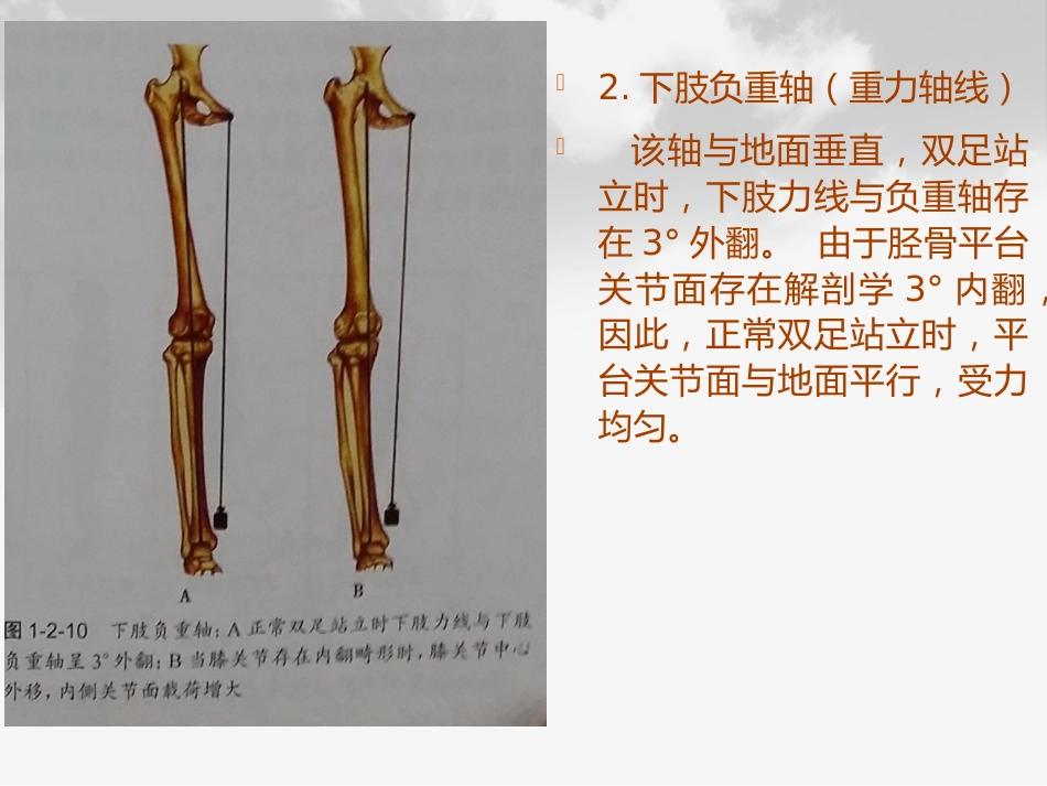 全膝膝关节置换基本理论_第12页