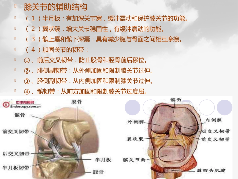 全膝膝关节置换基本理论_第3页