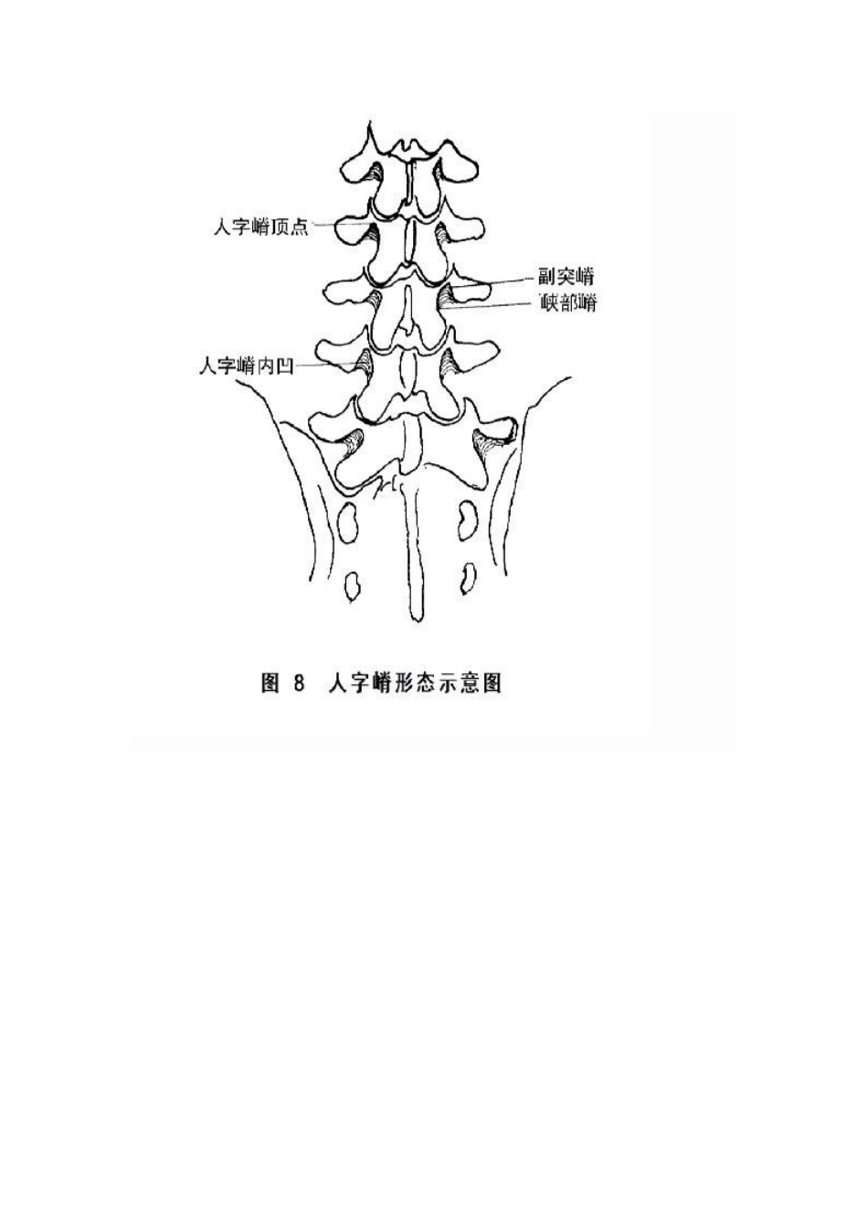 脊椎椎弓根钉进钉点的确定及手术技巧_第11页