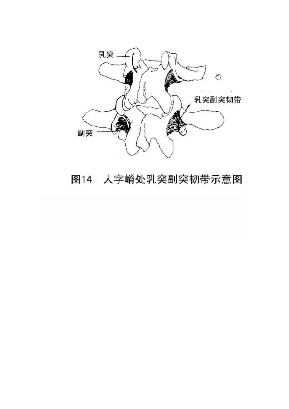 脊椎椎弓根钉进钉点的确定及手术技巧_第12页