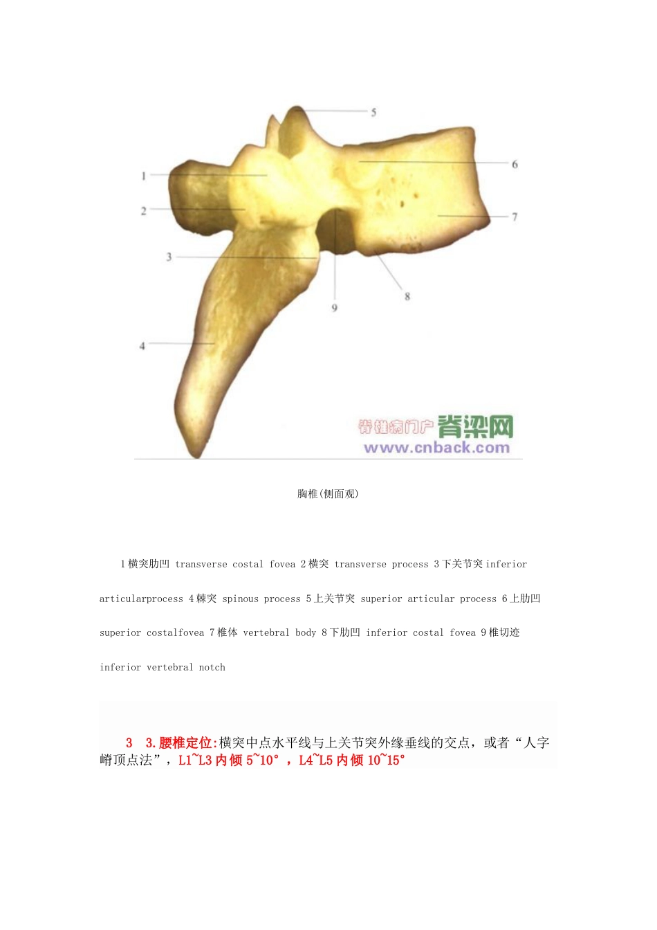 脊椎椎弓根钉进钉点的确定及手术技巧_第6页