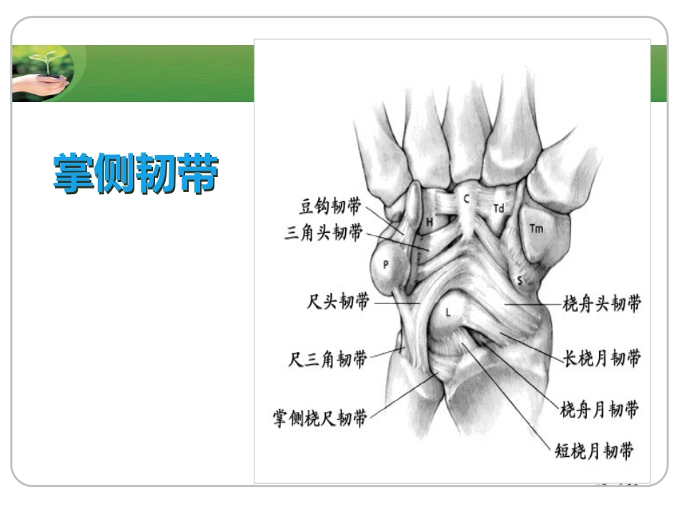 腕关节镜_第12页