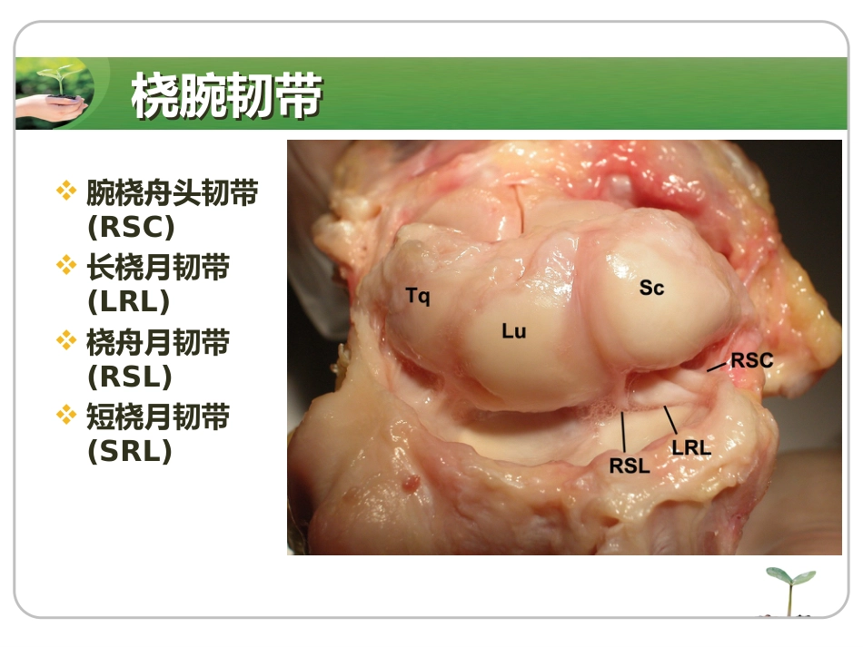 腕关节镜_第13页