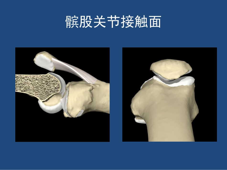 膝关节解剖详细图解_第10页
