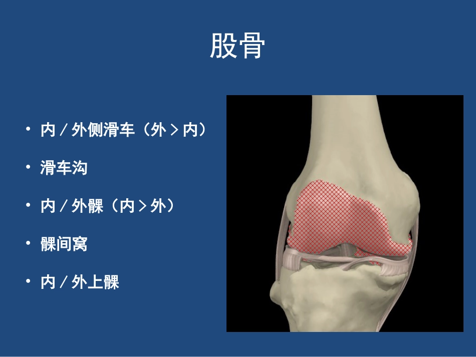 膝关节解剖详细图解_第11页