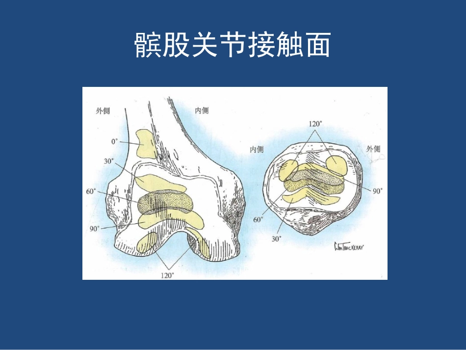 膝关节解剖详细图解_第13页