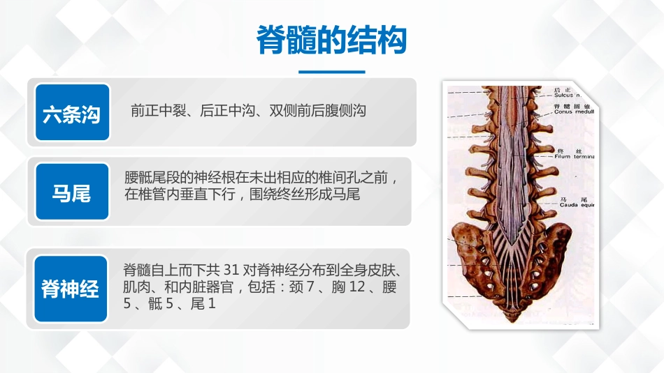脊柱骨科-脊髓损伤护理查房_第10页