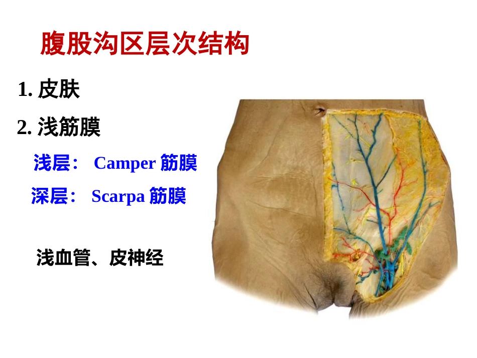 骨盆周围解剖_第10页