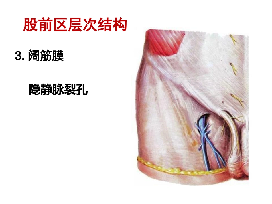 骨盆周围解剖_第4页