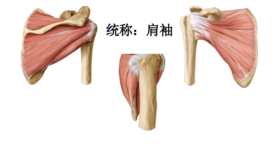 肩关节周围手术入路(1)_第6页