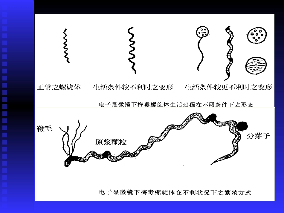 and 梅毒_第6页