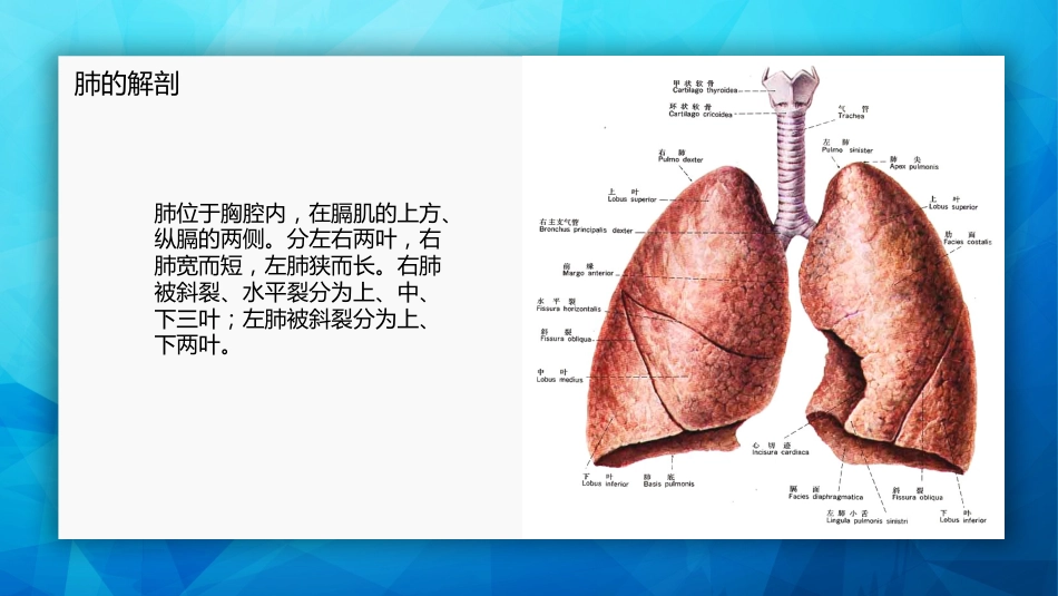 肺癌基本知识_第5页