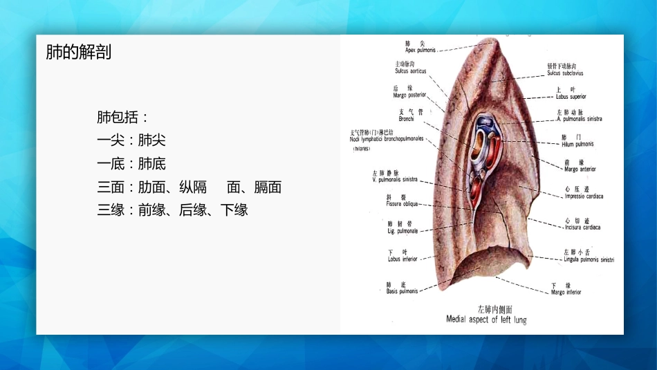 肺癌基本知识_第6页