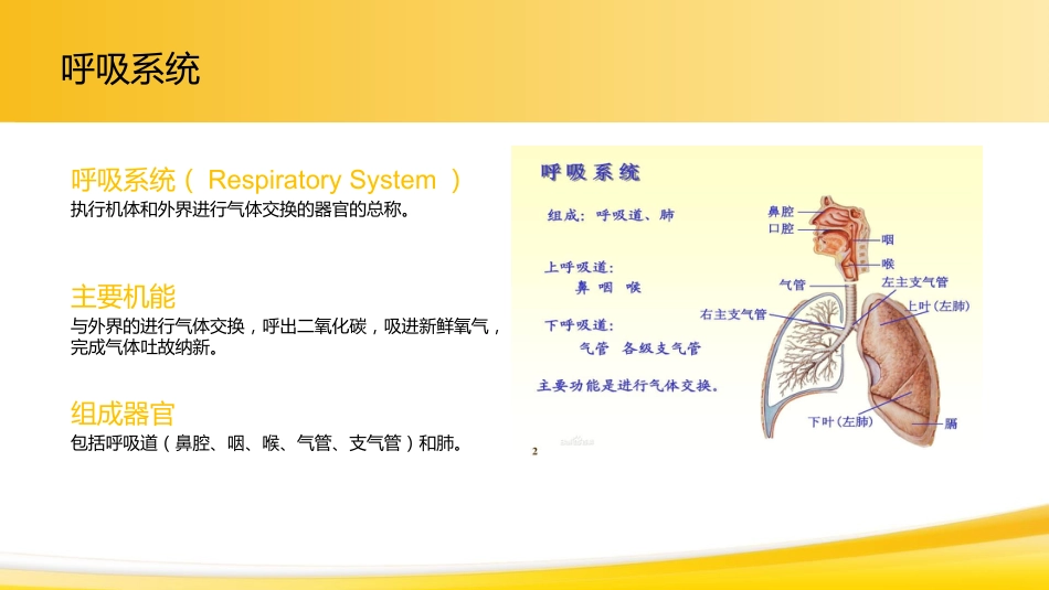 肺癌1_第4页