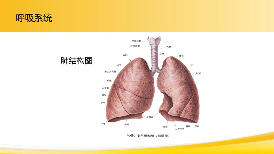 肺癌1_第5页