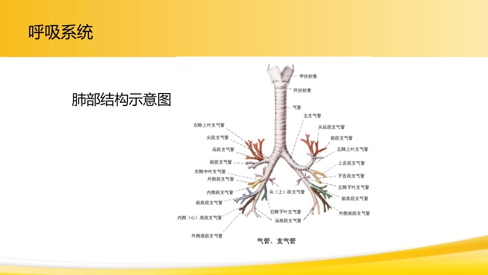 肺癌1_第6页