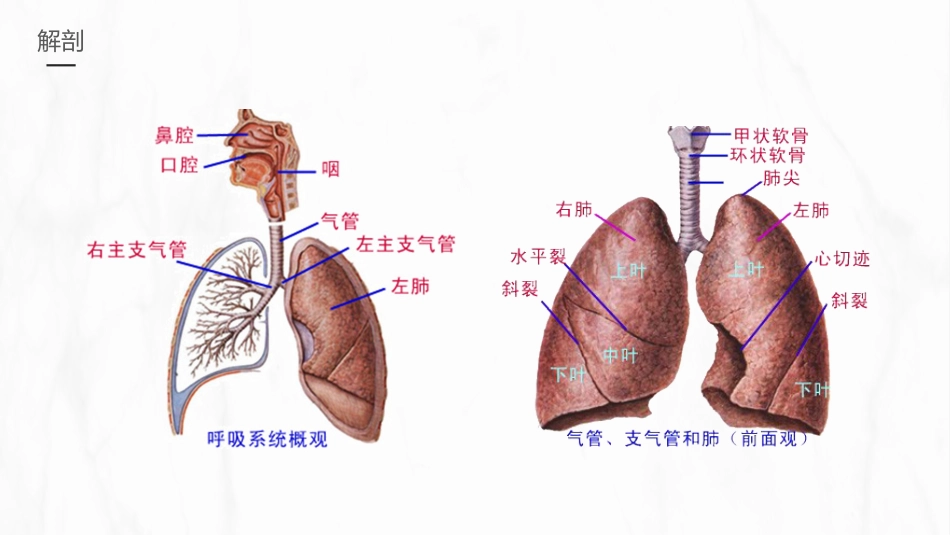 呼吸衰竭的护理1_第5页