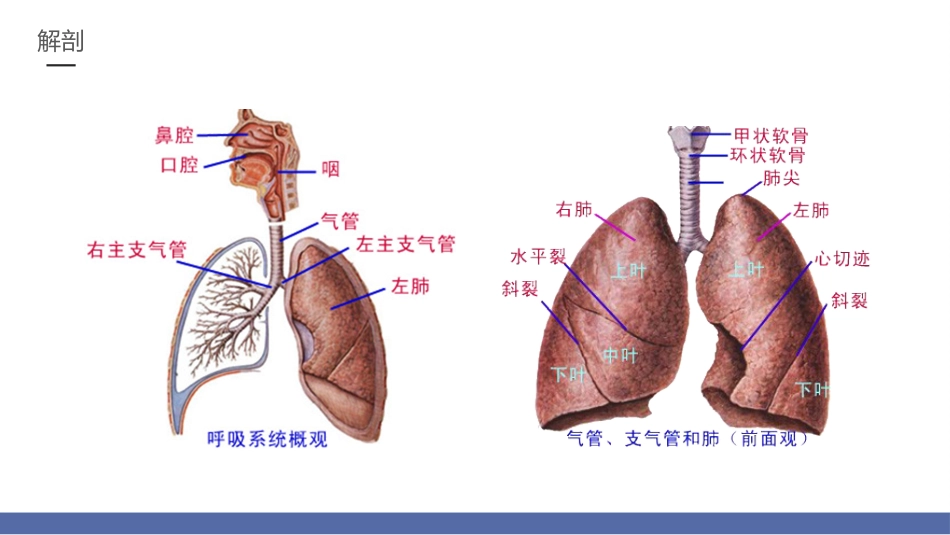 呼吸衰竭的护理2_第5页