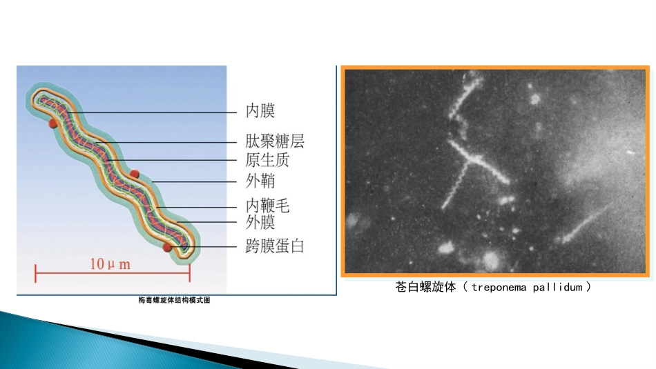 STD性传播疾病_第10页