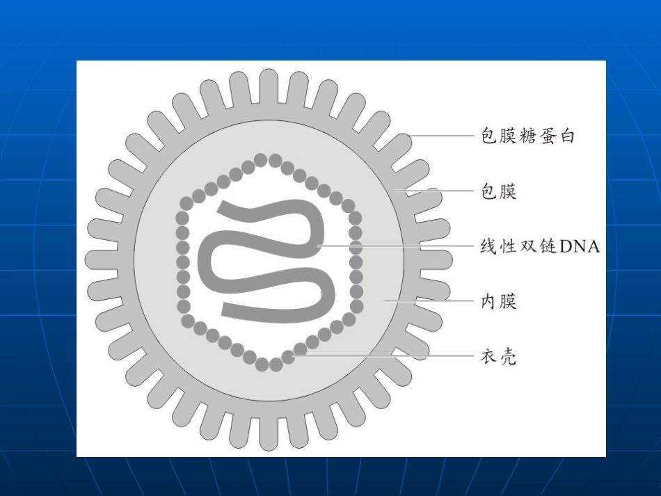 病毒性皮肤病和真菌性皮肤病_第5页