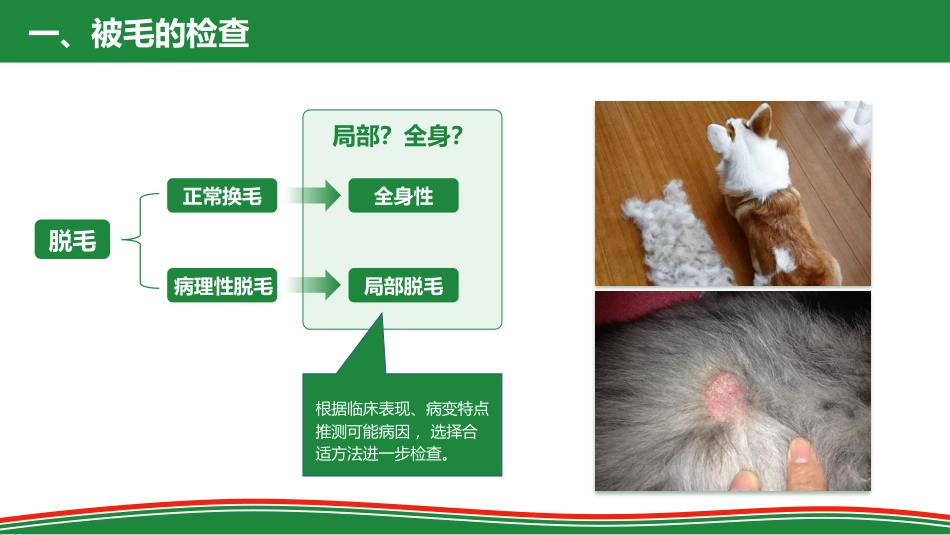 被毛和皮肤的检查_第7页