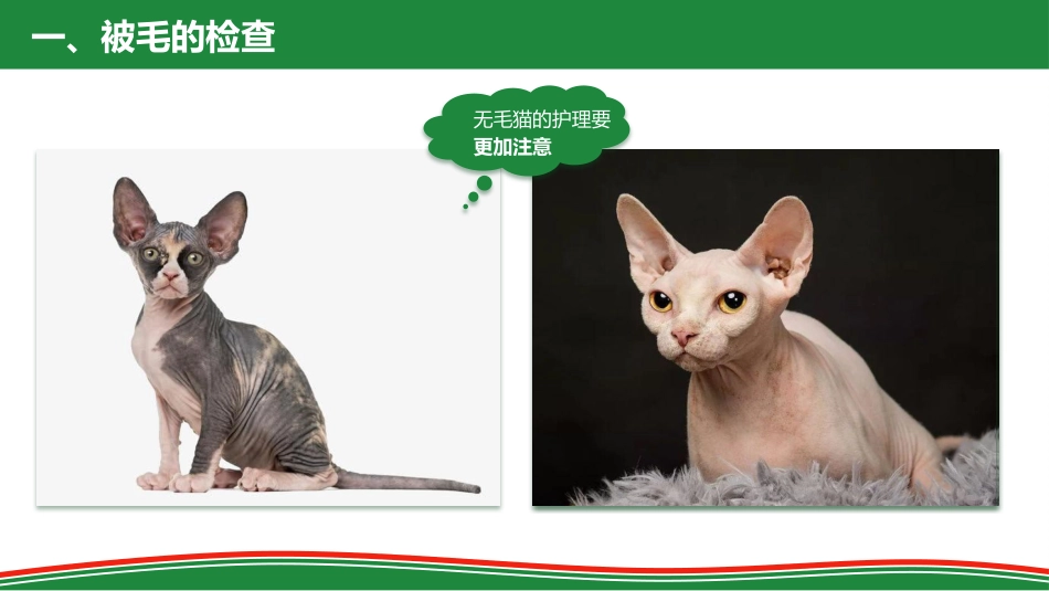 被毛和皮肤的检查_第8页