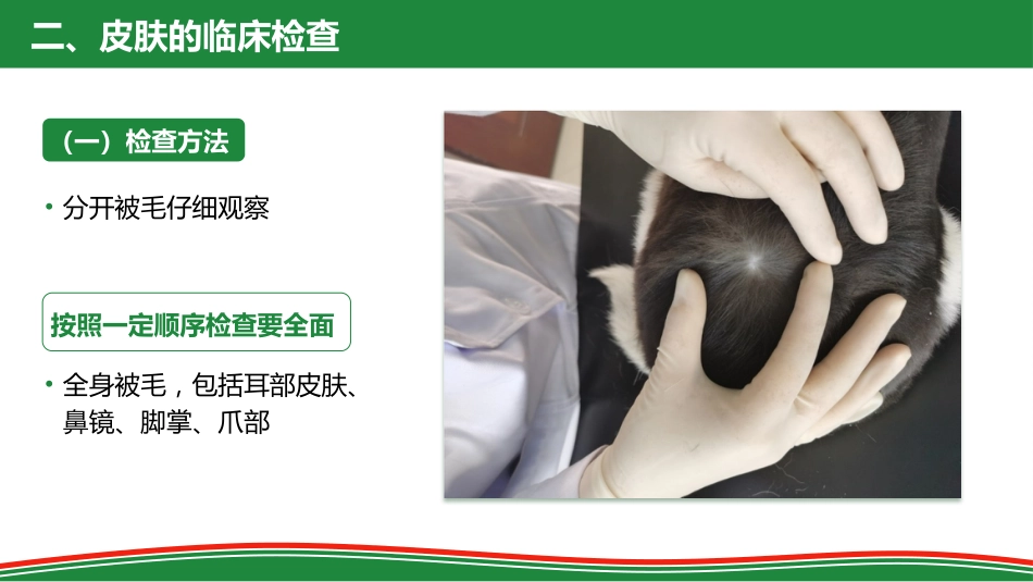 被毛和皮肤的检查_第9页
