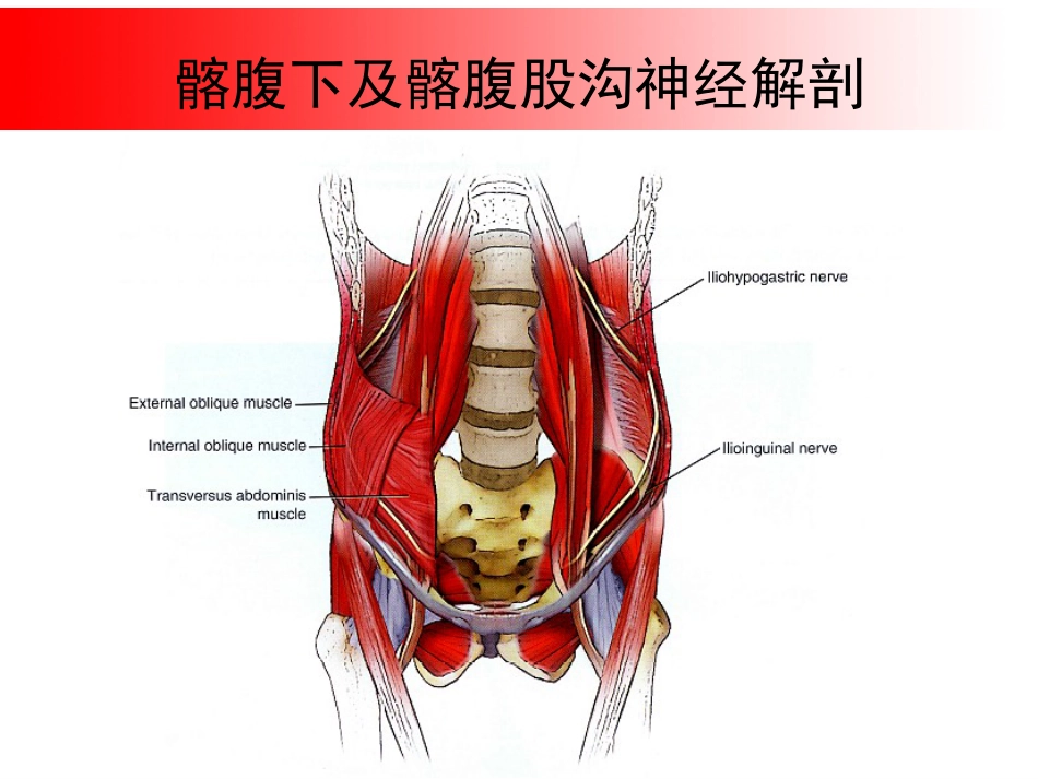超声引导下盆腔疼痛的介入治疗_第10页
