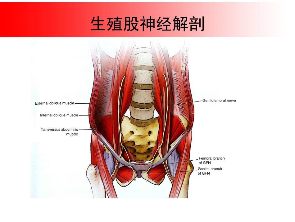 超声引导下盆腔疼痛的介入治疗_第12页