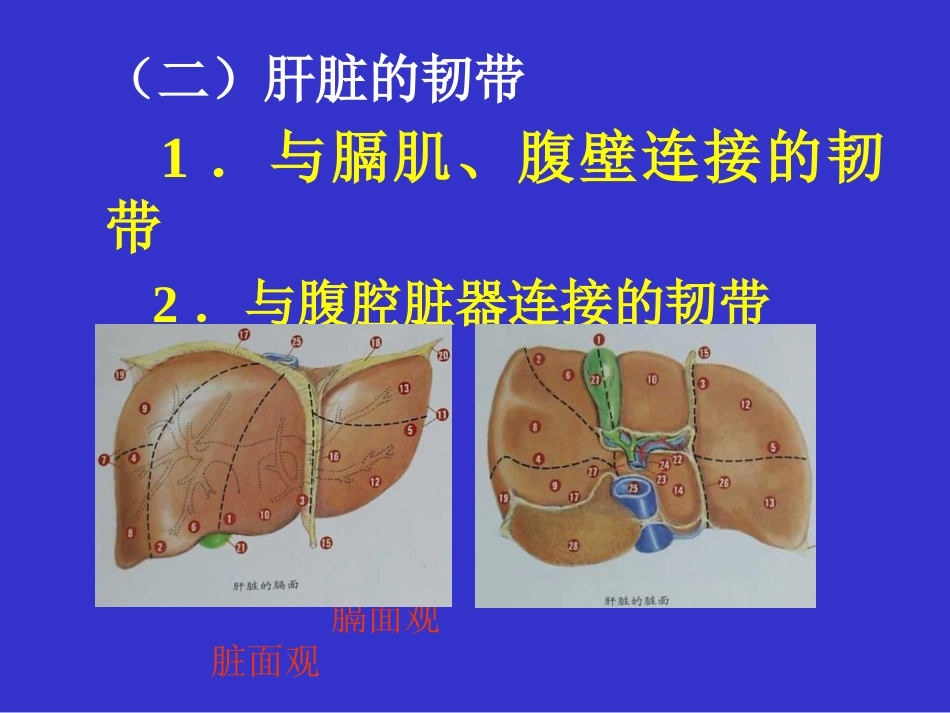 肝癌的外科治疗ppt课件_第4页