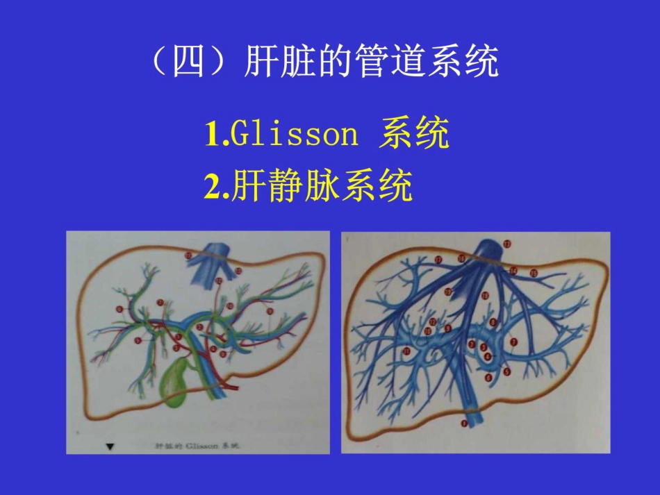 肝癌的外科治疗ppt课件_第7页