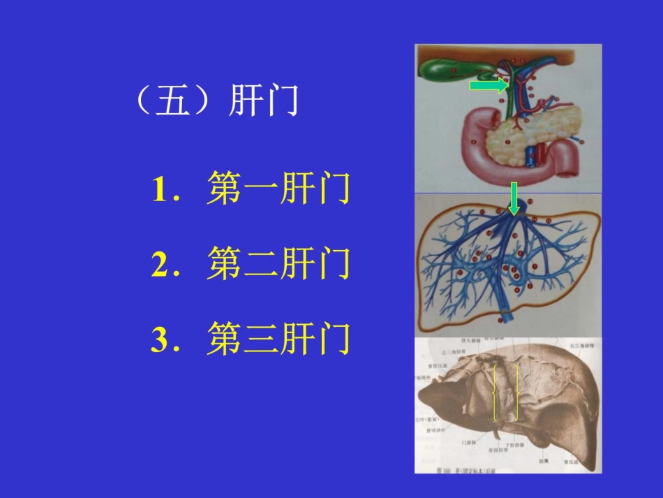 肝癌的外科治疗ppt课件_第8页