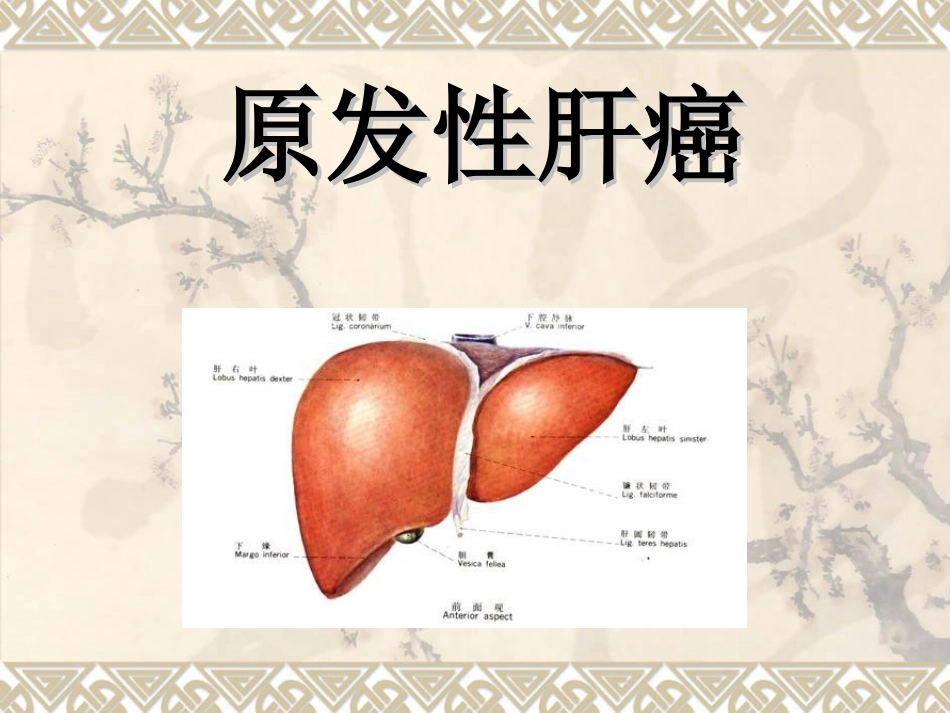 肝癌ppt_第1页