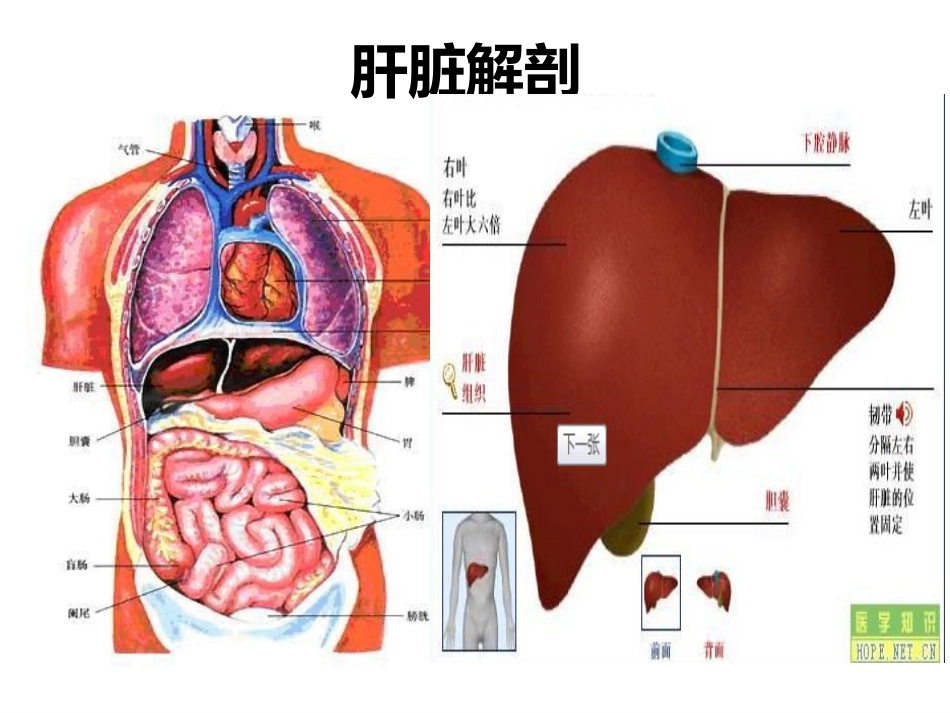 肝癌简介_第3页