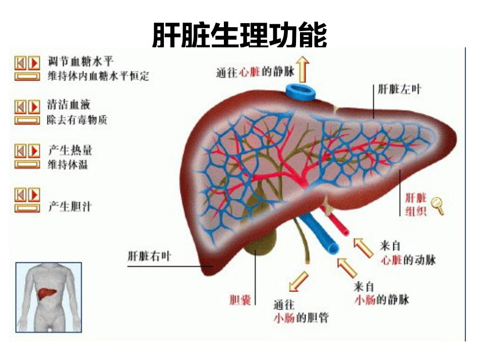 肝癌简介_第4页