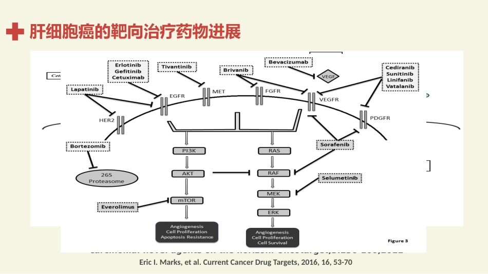 肝癌分子靶向治疗的基础和临床应用进展_第12页