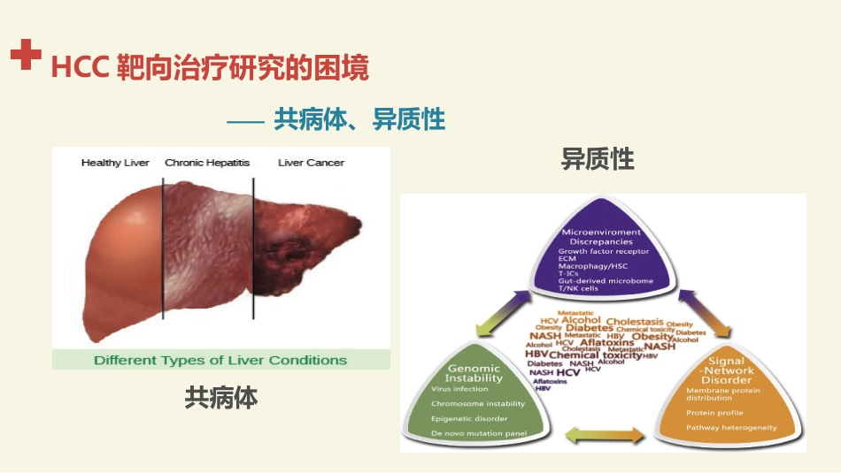 肝癌分子靶向治疗的基础和临床应用进展_第14页