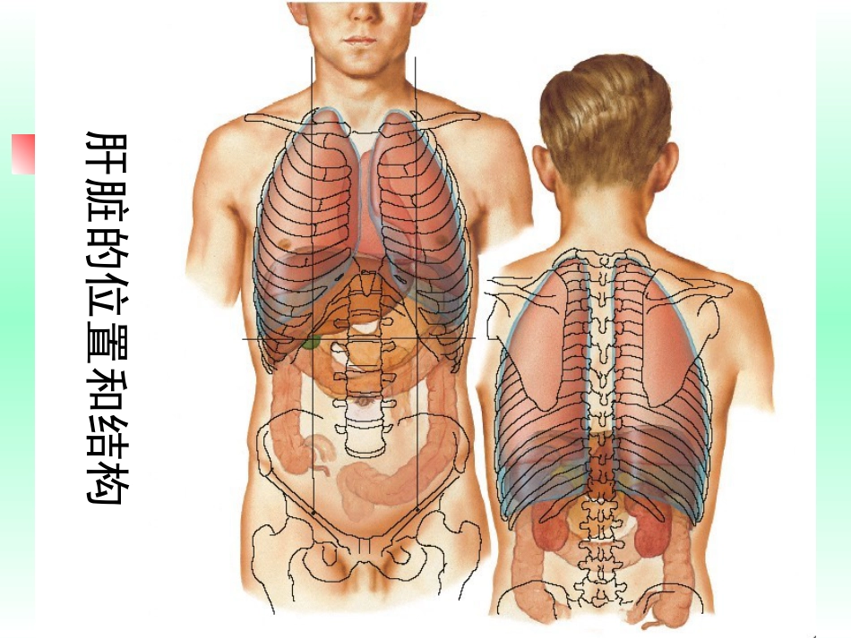 肝癌的早期防治_第3页