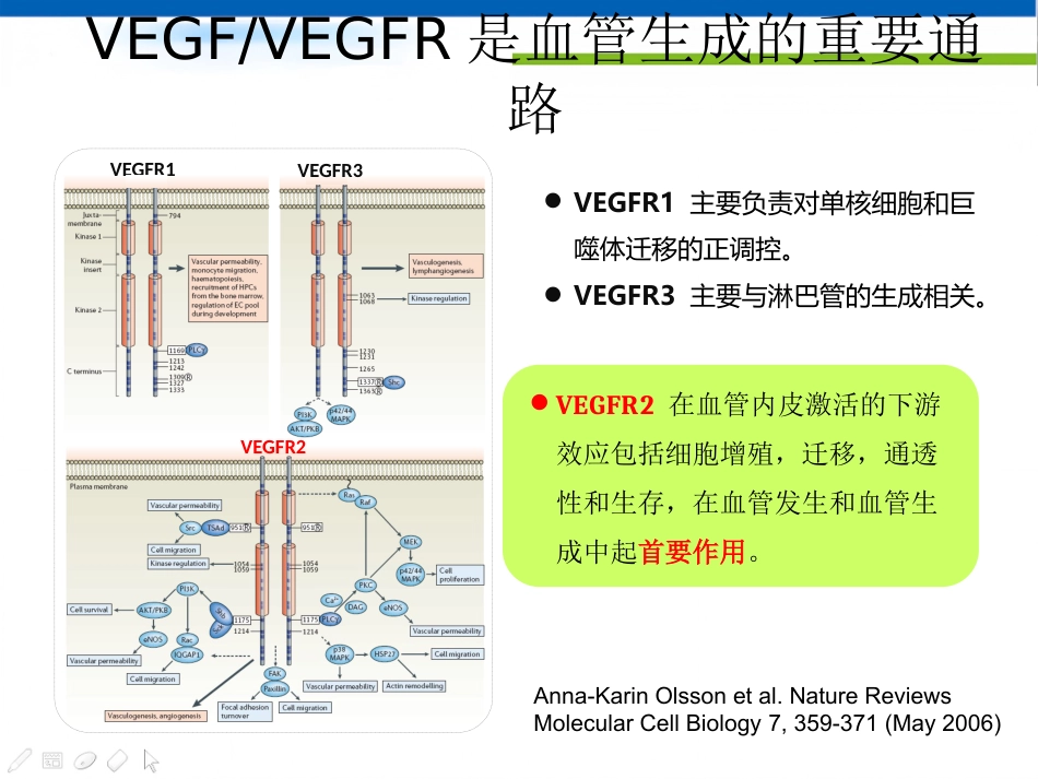 肝癌分子靶向治疗-郑传胜肝癌研讨会幻灯_第4页