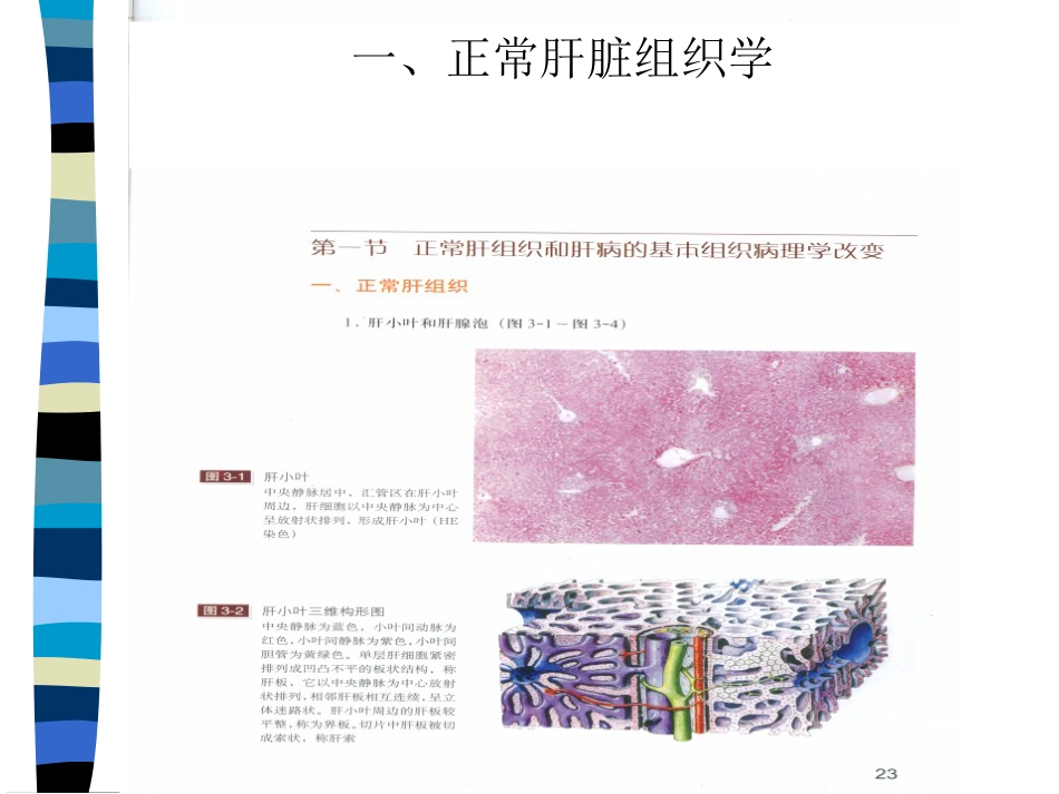 肝癌与肝炎关系_第3页