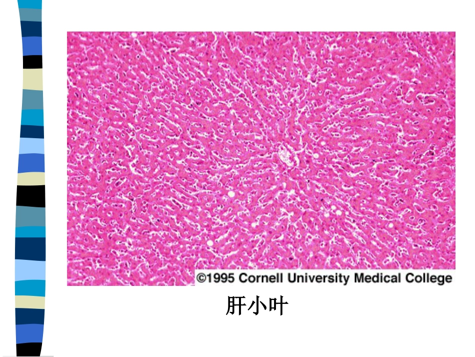 肝癌与肝炎关系_第5页
