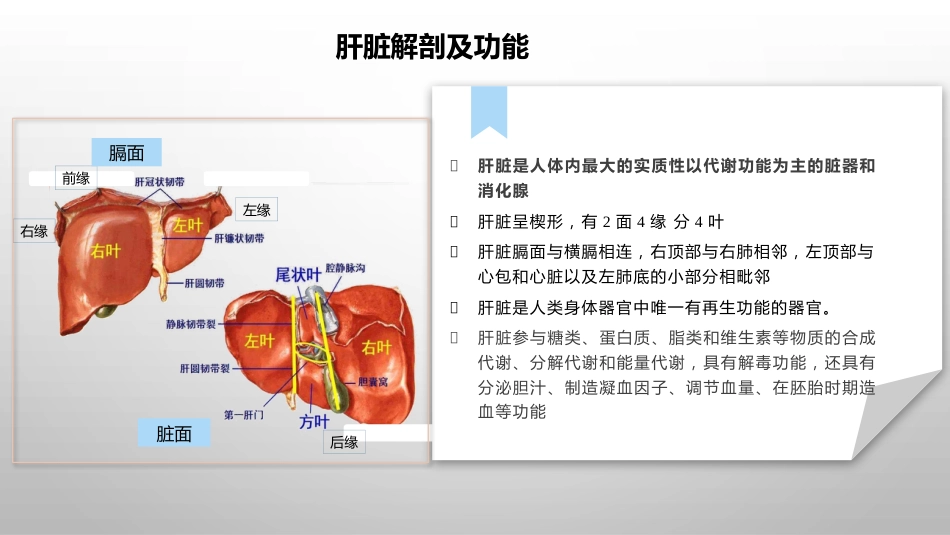 肝癌疾病基础知识_第2页