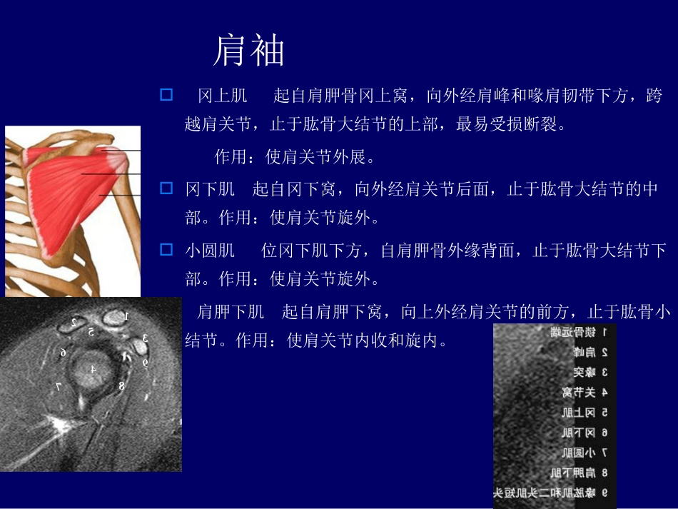 外影像与诊断学：：肩关节应用解剖及腱鞘肌腱病的磁共振影像诊断_第4页