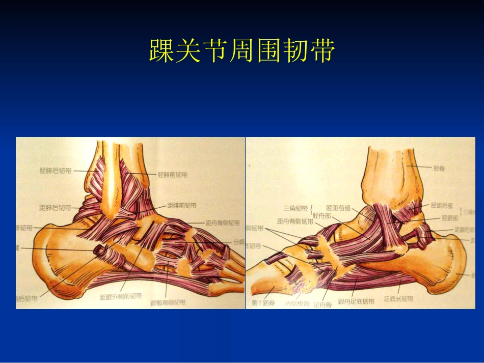 外影像与诊断学：踝关节撞击综合征影像学_第5页