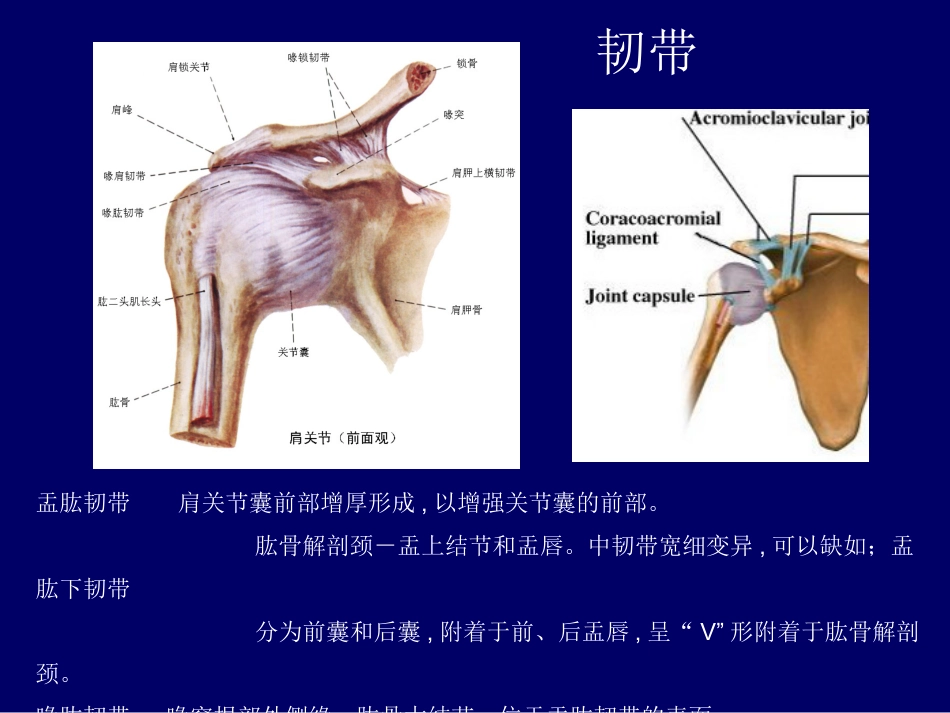 外影像与诊断学：肩关节应用解剖及腱鞘肌腱病的磁共振影像诊断_第6页