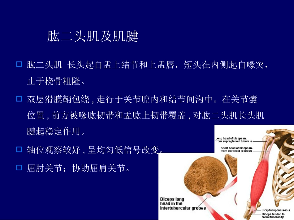 外影像与诊断学：肩关节应用解剖及腱鞘肌腱病的磁共振影像诊断_第9页