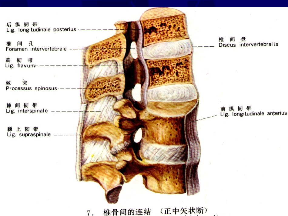 外影像与诊断学：腰椎影像解剖及常见病变_第2页